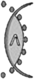 ICASA